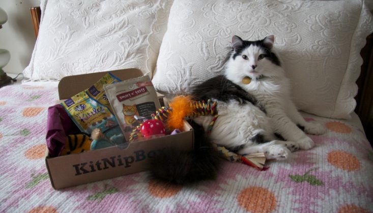 Fluffy cat lounging on a bed next to an open KitNipBox.