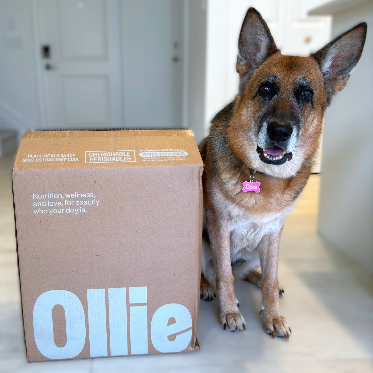 First Impressions: Ollie Fresh Dog Food