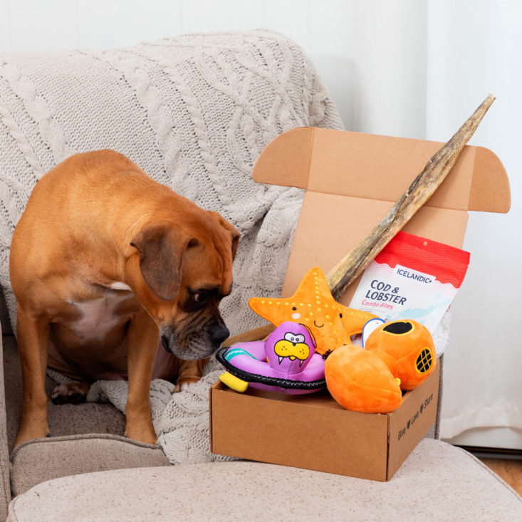 Dog sniffing a RescueBox for dogs.