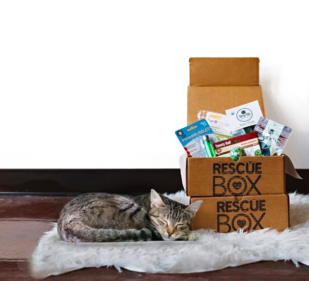 Cute house cat sleeping next to the Rescue Box, which is open to show contents.